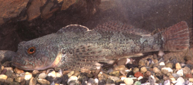 Cottus pollux